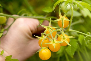 Bir kadın domates topluyor. Kirazlı domates hasadı. Domatesli kadın eli. Yüksek kalite fotoğraf