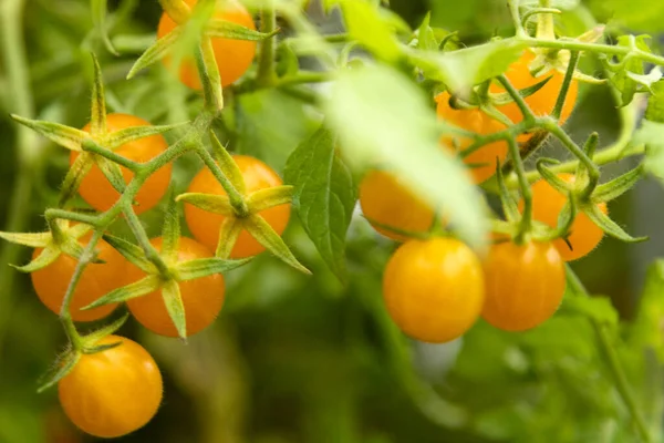 Ev yapımı kiraz domatesleri. Sarı kiraz domateslerinden oluşan bir dala yakın plan. Yüksek kalite fotoğraf