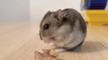 Ahşap bir yüzeyde oturan ve fındık kabuğunun yanında tımarlanan küçük kahverengi bir hamsterın yakın plan fotoğrafı. Hayvan davranışları, hayvan bakımı ve evdeki sevimli anlar için mükemmel bir kavram.. 