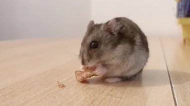 Hafif ahşap bir yüzeyde oturan ve bir fındığı kemiren sevimli küçük hamster. Yumuşak ışıklandırmalı yakın çekim, evcil hayvan, hayvan, şirinlik ve evcil hayat temaları için mükemmel.. 