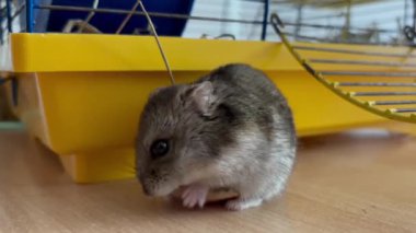 Kafesinin yanında oturan ve ahşap bir yüzeyde fındık yiyen sevimli bir hamster. Doğal hayvan davranışlarını gösteren yakın çekim görüntüleri, hayvan temalı içerik, eğitim videoları ve evcil hayvan bakım promosyonları için mükemmel..