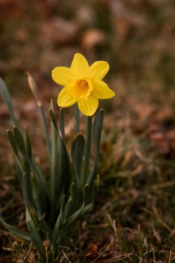 Nergisler. Nergis tarlası. Günbatımında nergisler. Bahar Sarı Çiçekleri. Yüksek kalite fotoğraf
