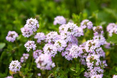Açık havada yetişen küçük mor çiçekli kekik bitkisi. Doğal bahçe ortamında çiçek açan otlu kekik otları. Doğal yeşil çayırlarda açan küçük mor çiçekli yabani kekik bitkisi. Aromatik şifalı bitkiler kavramı. Organik bitkiler.