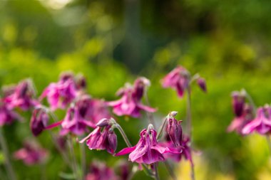Pembe çiçekli ve yumuşak arka planlı dekoratif bahçe çiçekleri. Zarif çan şeklinde çiçekleri olan uzun mor sütunlu çiçekler sıcak altın ışıkta yakalanır. Narin yapraklar ve ince gövdeler rüya gibi bir bahçe ortamı yaratır..