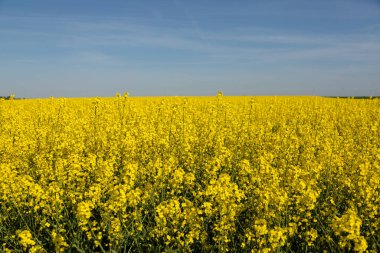 İlkbaharda kırsal kesimde geniş bir kolza tohumu tarlası çiçek açıyor. Yüksek kalite fotoğraf