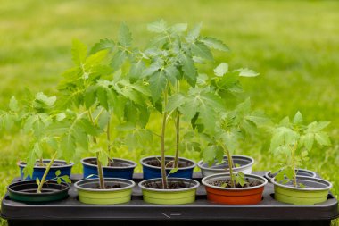 Genç sebze fideleriyle evde bahçe işleri. Ev yapımı sebze fideleri ekime hazır. Yüksek kalite fotoğraf