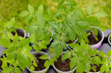 Genç sebze bitkileriyle sürdürülebilir bahçe konsepti. Ev yapımı sebze fideleri ekime hazır. Yüksek kalite fotoğraf