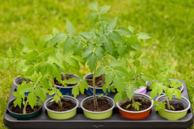 Ev yapımı domates fideleri açık araziye ekilmeye hazır. Bahçede sebze yetiştiriyor. Yüksek kalite fotoğraf