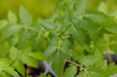 Üstünde büyük bir domates yaprağı manzarası var. Domates fideleri yakın plan. Domates Yaprakları Dokusu. Yüksek kalite fotoğraf