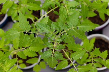 Genç sebze yaprakları erken olgunlaşır. Serada domates çalıları var. Çiftçilik ve ekme kavramı. - Evet. Yüksek kalite fotoğraf