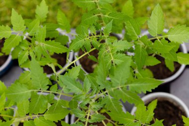 Çevre dostu tohum yaprakları yakın mesafede. Serada domates çalıları var. Çiftçilik ve ekme kavramı. - Evet. Yüksek kalite fotoğraf