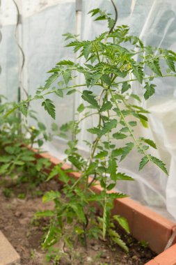 Uzun bir domates bitkisi, bükülmüş metal bir çubukla desteklenen bir seranın içine tırmanıyor. Taze yeşil yapraklar, gelişen meyve kümeleri ve yumuşak yayılmış ışık doğal bir bahçe atmosferi yaratır.