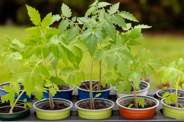 Ev yapımı sebze fideleri ekime hazır. Yüksek kalite fotoğraf