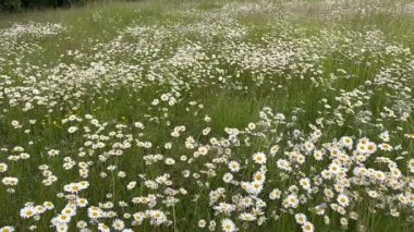 Papatya çayı. Yeşil çimlerin üzerinde beyaz papatya çiçekleri günbatımında rüzgarda sallanıyor. Yeşil çimenli papatya çiçeği tarlası. Kapatın. Doğa, çiçekler, bahar, biyoloji, hayvan konsepti. Yüksek kalite