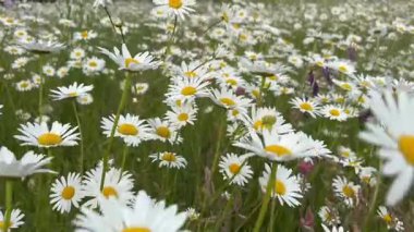 Çiçek açan papatyalarla dolu geniş bir çayır huzurlu bir yaz ortamı yaratıyor.