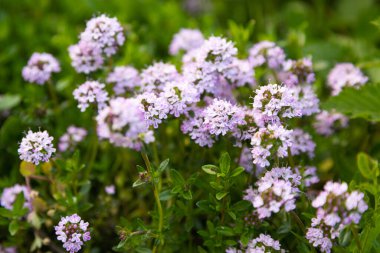Yeşil çayırlarda açan yabani kekik çiçekleri. Doğal yeşil çayırlarda açan küçük mor çiçekli yabani kekik bitkisi. Aromatik bitkiler, tıbbi bitkiler, organik bahçeler, doğal gıdalar ve yaz doğası. Yüksek kaliteli ph