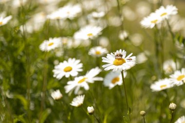 Bir arı papatyaya oturur. Doğadaki böcekler. Papatya tarlası. Yüksek kalite fotoğraf