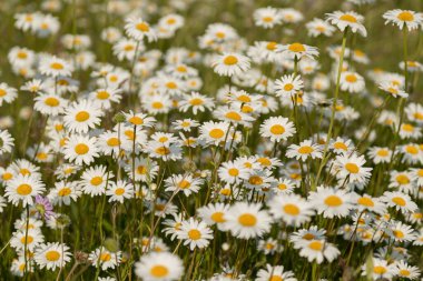 Tarlada bir sürü güzel çiçek açan papatyalar var. Köyde bir papatya ormanı. Doğada güzellik. Yüksek kalite fotoğraf