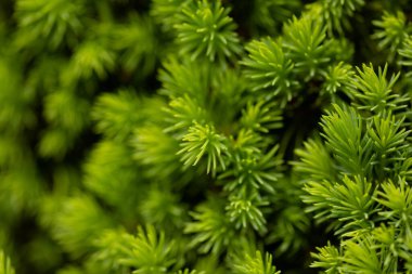 Evergreen köknar yaprağı dokusu masaüstü arka planı için mükemmel. Yüksek kalite fotoğraf