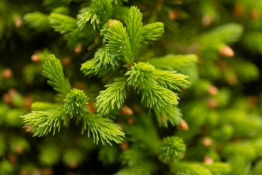 Doğa ve tasarım kavramları için yeşil köknar iğneleri. Yüksek kalite fotoğraf