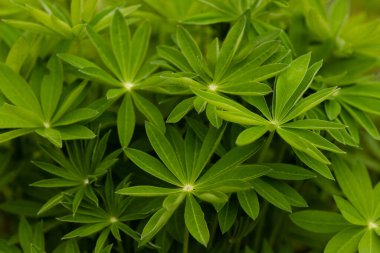 Yeşil lupin yaprakları temiz botanik duvar kağıdı arkaplanı oluşturuyor. Taze yeşil yeşillik masaüstü ve mobil ekran arkaplanı için mükemmel. Yüksek kalite fotoğraf