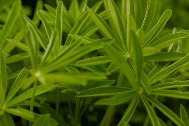 Bahar yeşili arkaplan tasarım ve sunumlar için uygun. Lupin yaprakları, yakın plan, fotokopi alanı olan yeşil doğal arka plan. Yüksek kalite fotoğraf