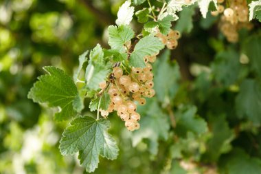 Doğal güneş ışığıyla organik bahçede yetişen olgun, beyaz üzümlü üzümler. Yaz bahçesindeki bir dala asılı olgun, beyaz frenk üzümü. Doğal ışığı olan taze organik meyve, yumuşak bokeh arkaplan ve canlı yeşil yapraklar.