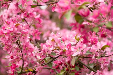 Narin pembe elma çiçekleri dalların doğal çiçek arkaplanında. Yüksek kalite fotoğraf
