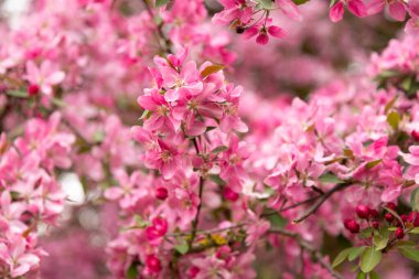 Masaüstü duvar kâğıdı için bahar bahçesi arka planında elma ağacı. Yüksek kalite fotoğraf
