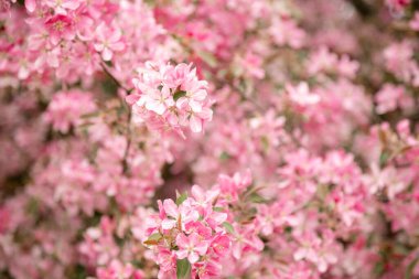 Organik meyve bahçesi, biyolojik tarım ve tarım temalı pembe elma çiçekleri. Yüksek kalite fotoğraf