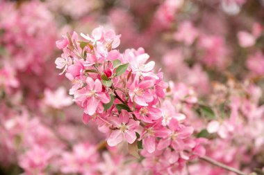 Bahar çiçekli elma ağacı doğal arka plan yumuşak ışık ve kopyalama alanı. Yüksek kalite fotoğraf