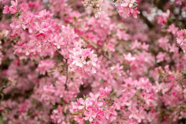 Bahçede elma çiçekleri barışçıl doğal arka plan oluşturur. Yüksek kalite fotoğraf