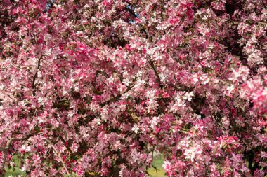Bahar bahçesinde pembe elma ağacı çiçek açar doğal arka planda fotokopi alanı ile birlikte. Çiçekli pembe elma ağacı. Pembe çiçekli pankart. Arkaplanda bir elma ağacı var. Yüksek kalite fotoğraf