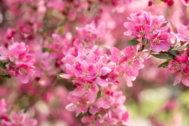 Çiçekli elma ağacı, pembe çiçekler bahçe tarımı ve biyolojik ürün konsepti. Yüksek kalite fotoğraf