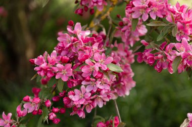 Bahar elması çiçekleri masaüstü duvar kağıtları için doğal çiçek arkaplanı oluşturur. Yüksek kalite fotoğraf