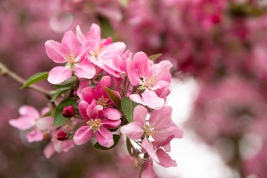 Pembe elma, organik meyve bahçesinde filizlenir. Yüksek kalite fotoğraf