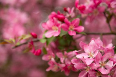 Bahçede çiçek açan pembe elma ağacı. Fotokopi alanı olan taze doğa arka planı. Yüksek kalite fotoğraf