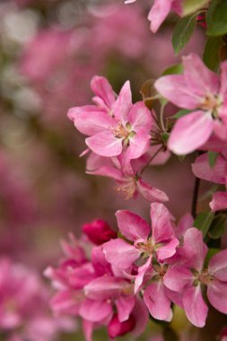 Bahar bahçesinde bol miktarda elma filizlenir. Biyolojik gıda tasarımı için doğal arka plan. Yüksek kalite fotoğraf