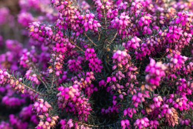 Mor bahar çiçekleri. Mor Çiçek Arkaplanı. Mor kenevir tarlası. Yüksek kalite fotoğraf
