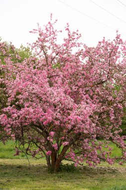 Bahar mevsiminde, duvar kâğıdı için sakin bir arka planda elma bahçesi. Yüksek kalite fotoğraf
