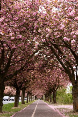 Baharda kiraz çiçeği sokağı masaüstü duvar kâğıdı için romantik bir arka plan oluşturuyor. Yüksek kalite fotoğraf