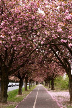 Baharda sakura sokağı açıyor. Huzurlu, doğal bir arka plan. Yüksek kalite fotoğraf