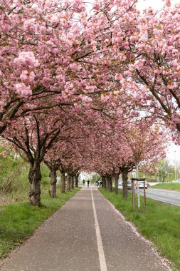 Sakura ağaçlarının açtığı bahar bulvarı manzaralı arka plan. Yüksek kalite fotoğraf