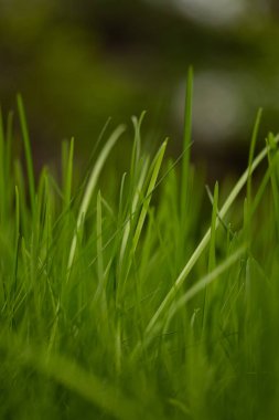 Doğal çim tarlası taze yeşil arka planı kapatır. Yüksek kalite fotoğraf