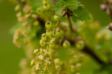 Çiçek açan frenk üzümü, meyve oluşumunun erken safhalarını gösteriyor. Yaz günü makro fotoğrafçılığında yeşil fonda frenk üzümü. Yazın bektaşi üzümü ağacının dalına asılmış üzümlü yeşil üzümler. Merhaba.