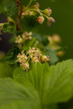 Bahçede böğürtlen oluşumunun başlangıç safhasında frenk üzümü çiçek açar. Yüksek kalite fotoğraf