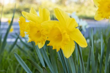 Baharda çiçek yetiştirme konseptinde yetişen sarı nergisler. Yüksek kalite fotoğraf