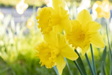Bahar bahçesinde nergis çiçekleri doğal arka plan ve yumuşak güneş ışığı. Yüksek kalite fotoğraf