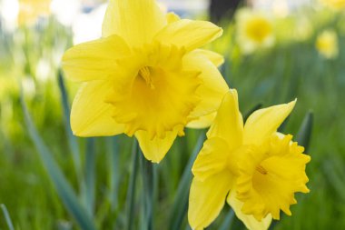 Parlak bahar nergisleri doğal bahçe arka planında çiçek açıyor. Yüksek kalite fotoğraf