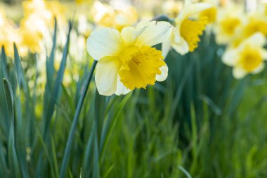 Çiçek açan sarı nergisler bahar mevsimi doğal arka plan. Yüksek kalite fotoğraf
